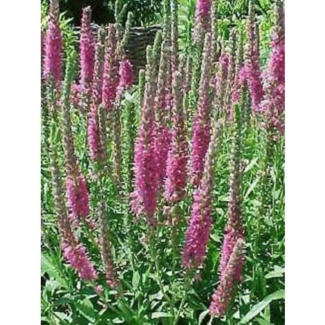 Véronique en épis 'Barcarolle' Godet de 8/9 cm