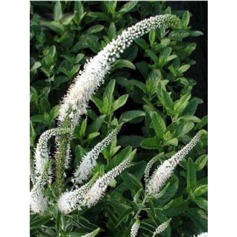 Véronique en épis 'Icicle' Godet de 8/9 cm
