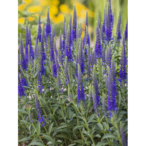 Véronique en épis 'Nana Blue' Pot de 2L/3L