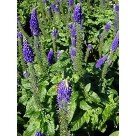 Véronique en épis 'Sunny Border Blue' Godet de 8/9 cm