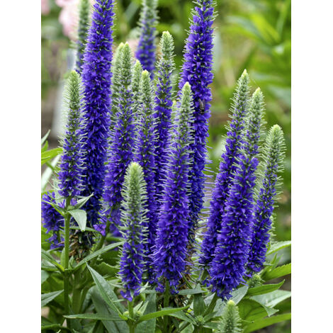 Véronique en épis 'Ulster Blue Dwarf' Godet de 8/9 cm