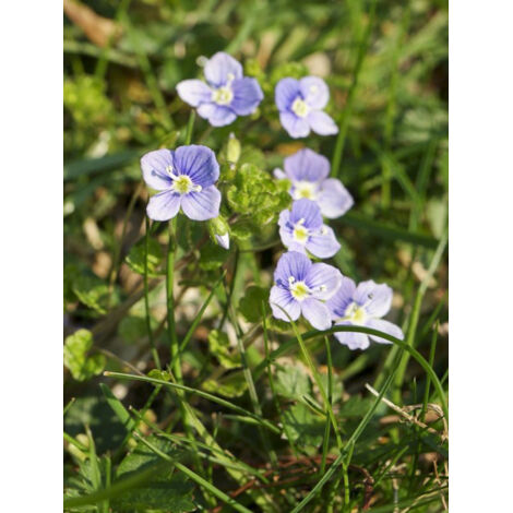 Véronique filiforme Godet de 8/9 cm