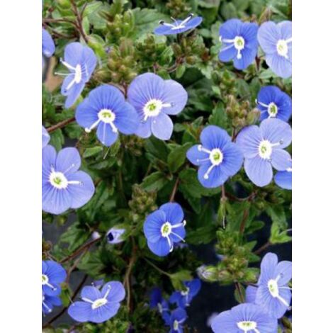 Véronique 'Georgia Blue' Godet de 8/9 cm