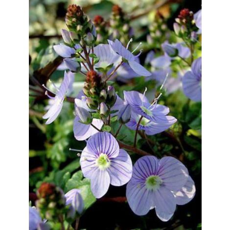 Véronique 'Madame Mercier' Godet de 8/9 cm