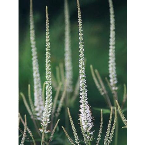 Véronique 'Spring Dew' Godet de 8/9 cm