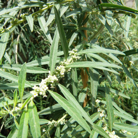 Verveine chlorophylle/Godet - 5/20 cm