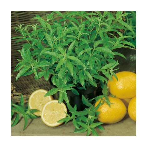 FABRE GRAINES VERVEINE CITRONNELLE - 2 GODETS