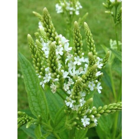 Verveine hastée 'Alba' Godet de 8/9 cm