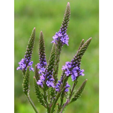 Verveine hastée Godet de 8/9 cm
