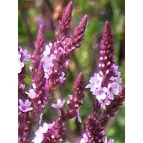 Verveine hastée 'Rosea' Godet de 8/9 cm