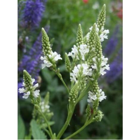 Verveine hastée 'White Spires' Godet de 8/9 cm