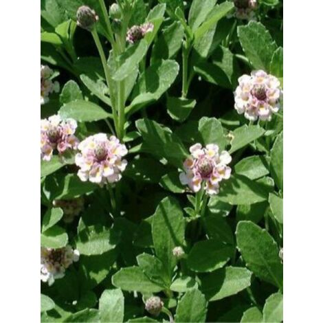 Verveine nodiflore Godet de 8/9 cm
