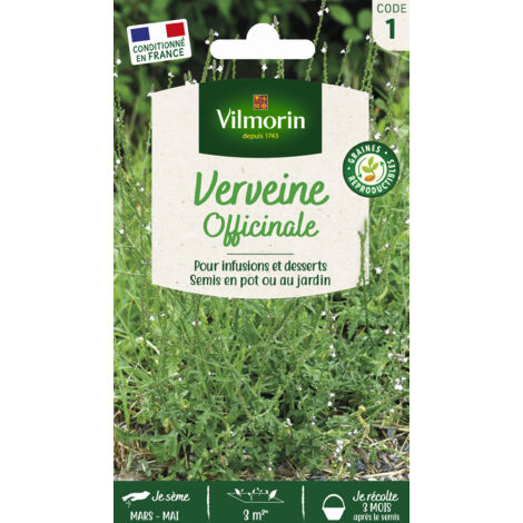 Verveine officinale – Graines d'aromates – Période de semis : Mars à Mai – Hauteur : 40-60 cm – Exposition : Soleil – Vilmorin