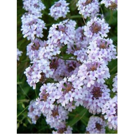 Verveine 'Polarise' Godet de 8/9 cm