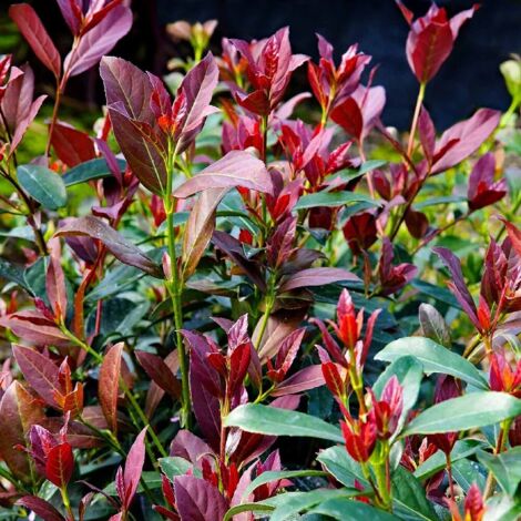 Viburno dolce "Viburnum odoratissimum coppertop" pianta da siepe sempreverde in vaso ø27 cm h 80/120 cm