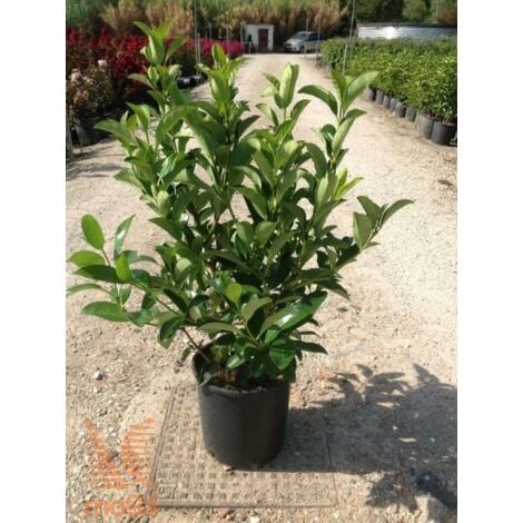 Viburno lucido "Viburnum lucidum" pianta da siepe in vaso 17 cm h. 50/70 cm
