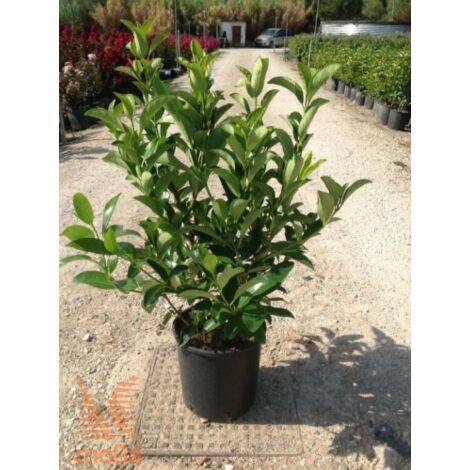 Viburno lucido "Viburnum lucidum" pianta da siepe sempreverde in vaso ø8 cm