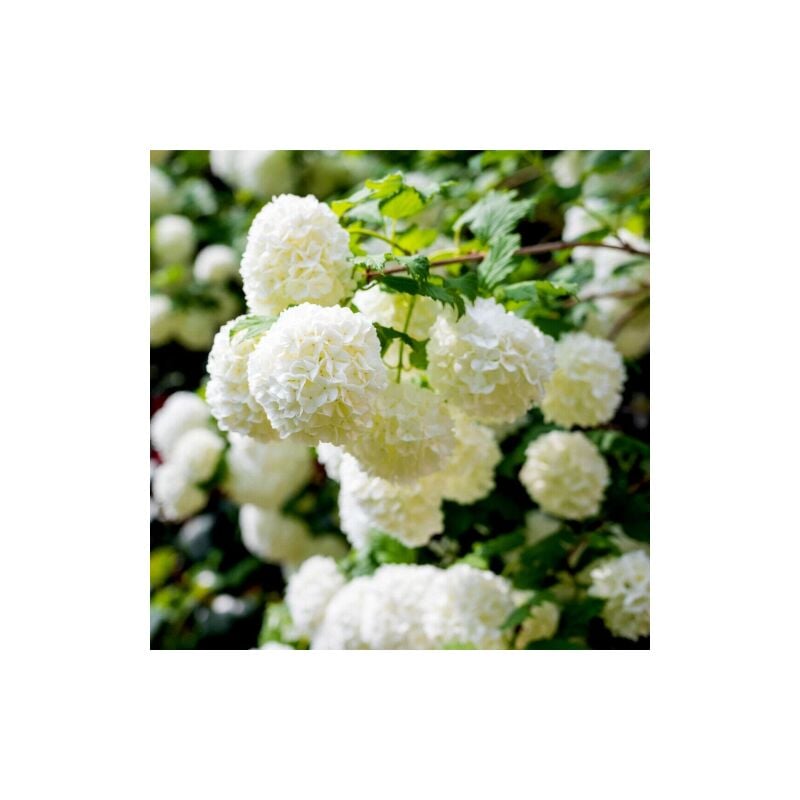 Viburno palla di neve 'Viburnum opulus roseum' pianta in vaso 19 cm