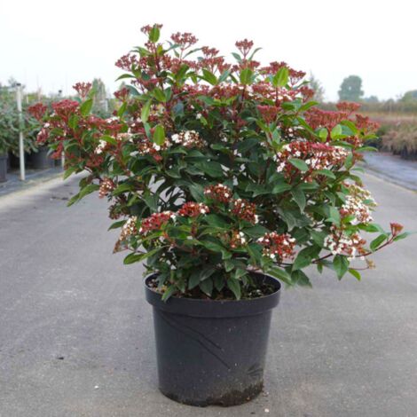 Viburno tino "Viburnum tinus" da siepe sempreverde in vaso ø18 cm h. 30/40 cm