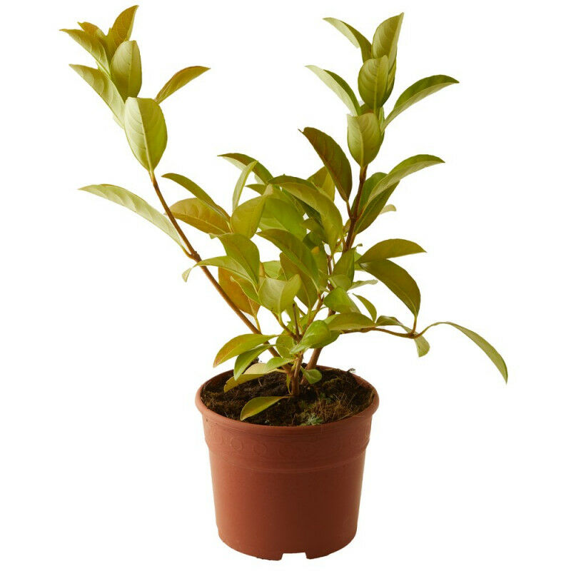 

VIBURNUM LUCIDUM - Maceta 10 litros