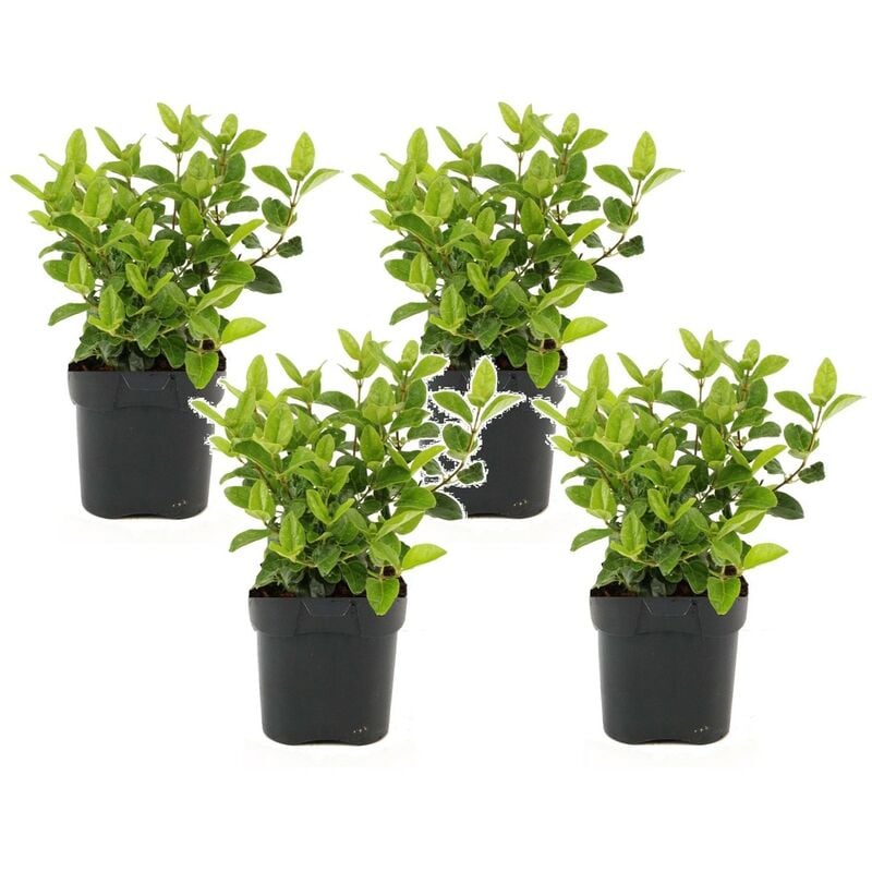 Plant In A Box - Viburnum Tinus - Set de 4 - Véritable laurier - Pot 17cm - Hauteur 25-40cm - Blanc
