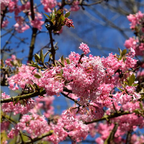 Viburnum x bodnantense "Charles Lamont"