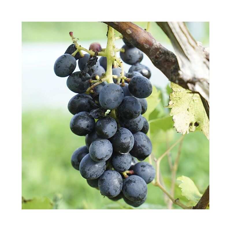 Javoy Plantes - Vigne 'Alphonse Lavallée' vitis vinifera 3L