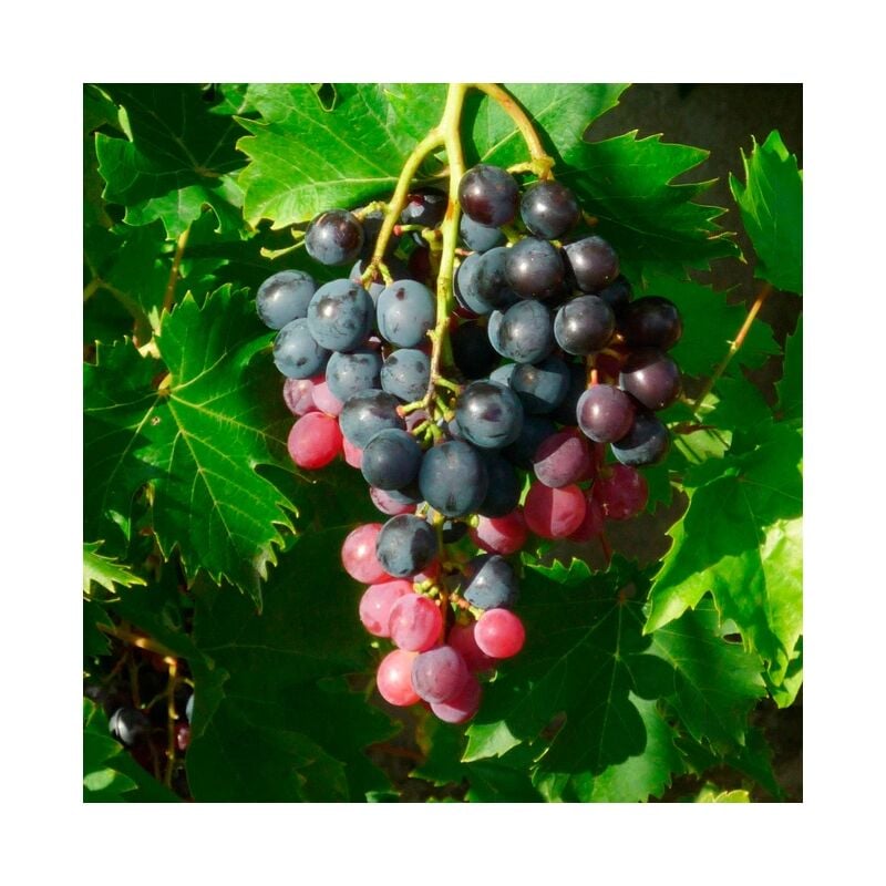Javoy Plantes - Vigne 'Ampelia® Aladin' - vitis vinifera 3L
