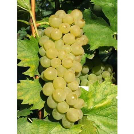 Vigne Ampelia® 'amandin' Pot de 2L/3L