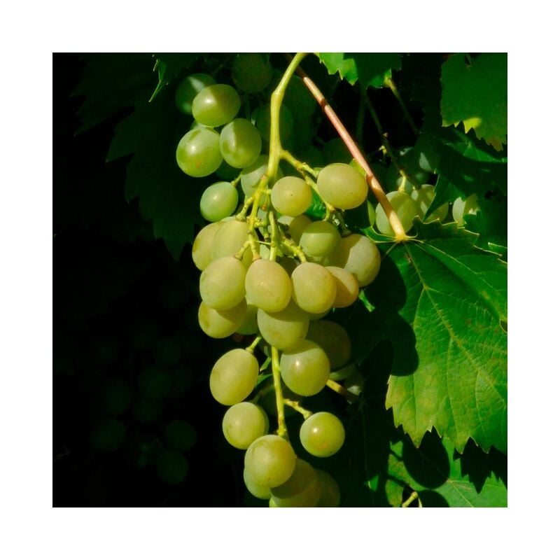 Javoy Plantes - Vigne 'Ampelia® Amandin' - vitis vinifera 3L