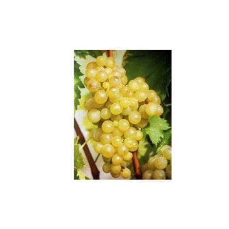 Vigne Ampelia® 'Candin' Pot de 1,5L/2L