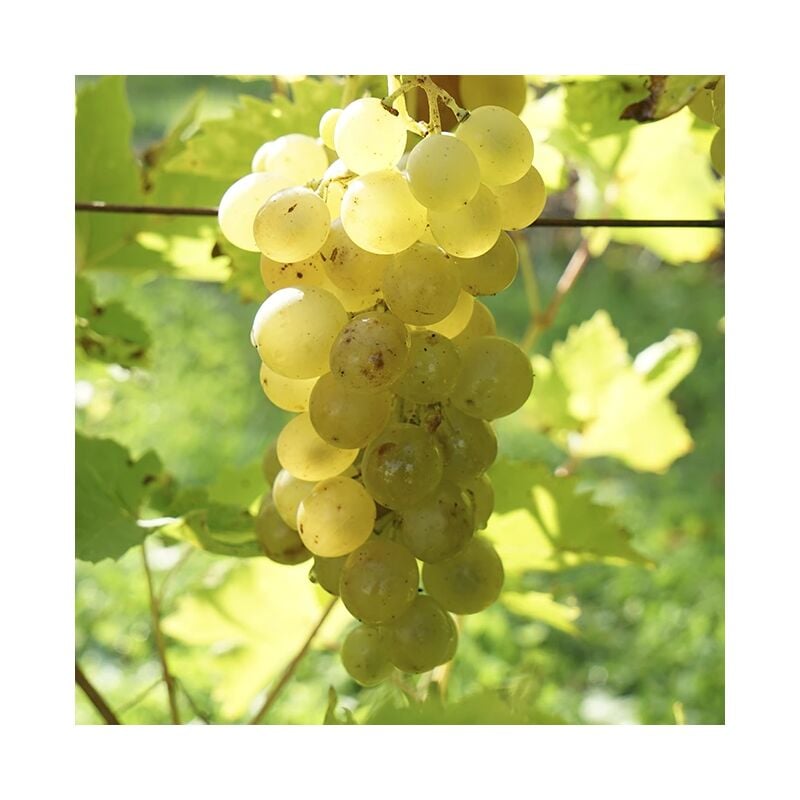 Javoy Plantes - Vigne 'Ampelia® Candin' vitis vinifera 3L