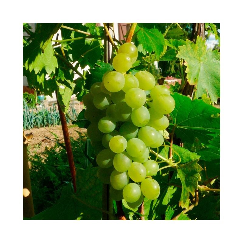 Javoy Plantes - Vigne 'Ampelia® Perdin' vitis vinifera 3L