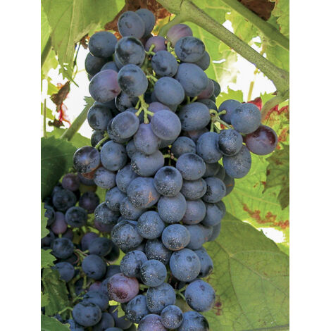 Vigne 'Attika' Pot de 2L/3L