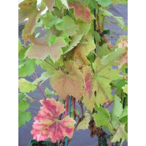 Vigne 'Brant' Pot de 2L/3L