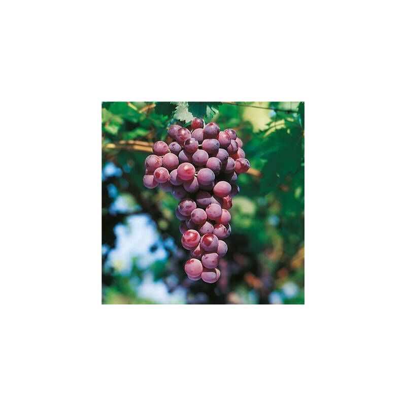 Vigne cardinal - pot 1.5 litre
