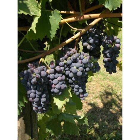 Vigne 'Cardinal' Pot de 1,5L/2L