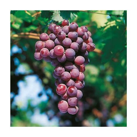 VIGNE CARDINAL ROSE - POT 1.5 LITRE - PETIT FRUIT