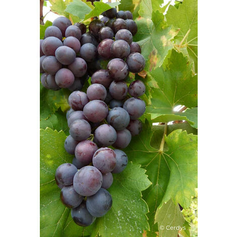 Vigne 'Cardinal' Taille du pot - Pot de 3 Litres