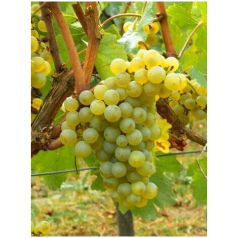 Vigne 'Chardonnay' Pot de 2L/3L