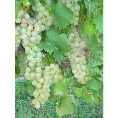 Vigne 'Chasselas Doré' Pot de 2L/3L
