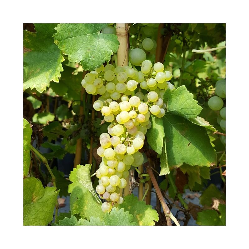 Javoy Plantes - Vigne 'Chasselas Doré' - vitis vinifera 3L