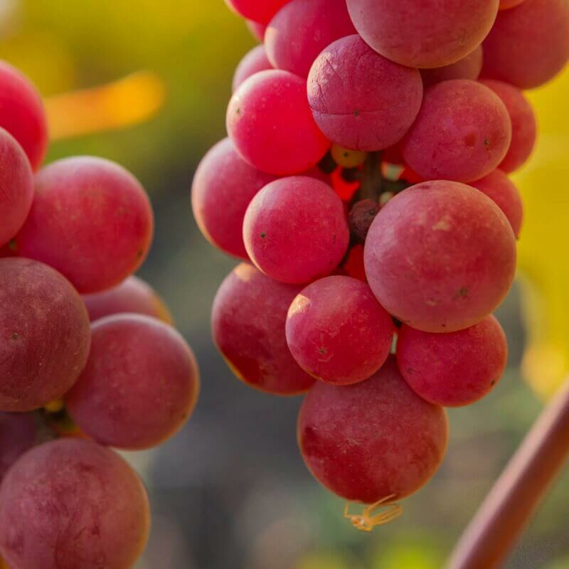 Pepinières Naudet - Vigne 'Chasselas Rosé' - Conteneur 3L