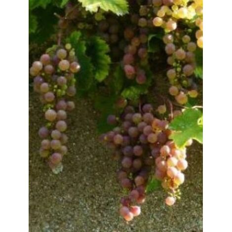 Vigne 'Chasselas Rose' Pot de 2L/3L