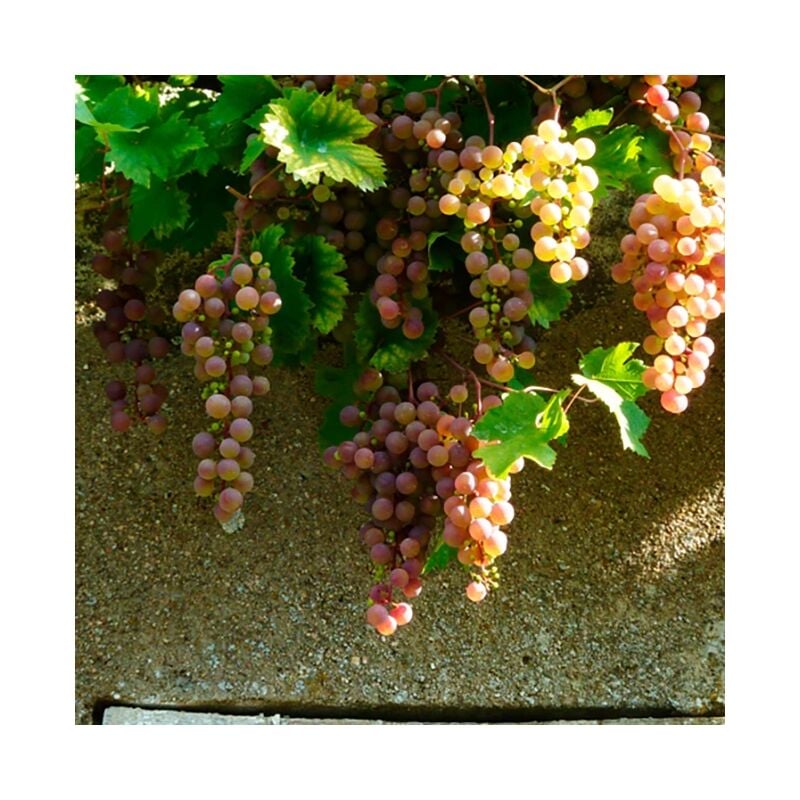 Javoy Plantes - Vigne 'Chasselas Rose' - vitis vinifera 3L