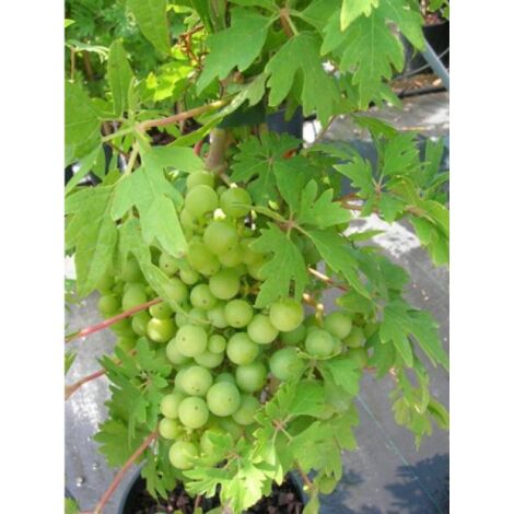 Vigne 'Chasselat Cioutat' Pot de 1,5L/2L