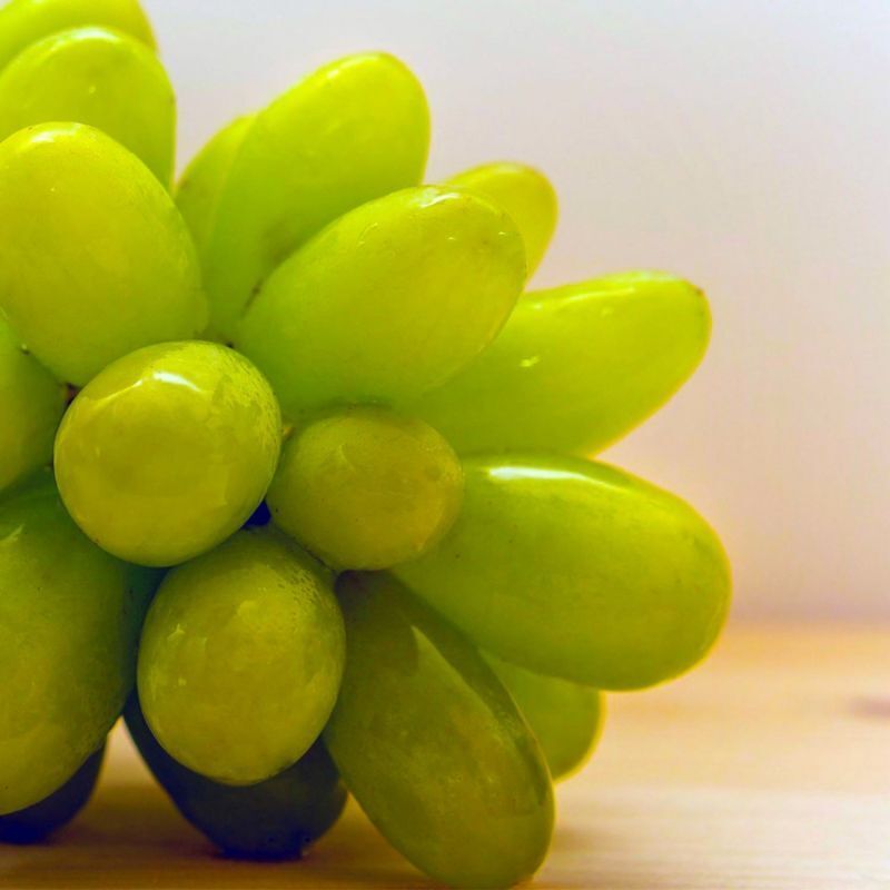 Vigne 'Cornichon Blanc'