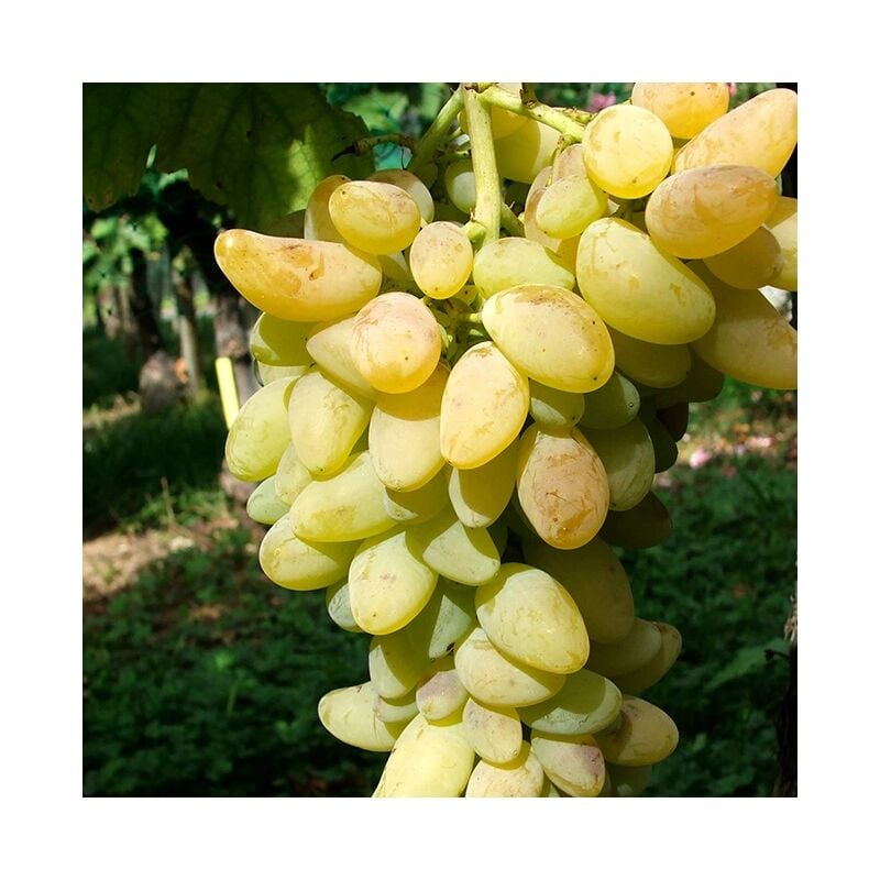 Javoy Plantes - Vigne 'Cornichon Blanc' - vitis vinifera 3L