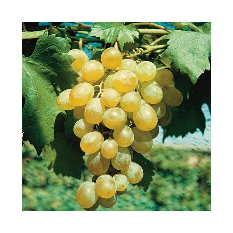 Vigne 'Dattier de Beyrouth' - vitis vinifera 3L