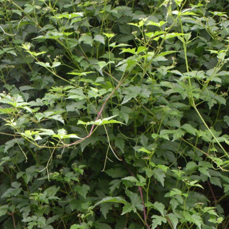 Vigne d'ornement aconitifolia